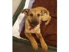 Adopt Joey a Manchester Terrier Miniature Pinscher