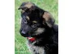 Hujkieu German Shepherd puppies for adoption