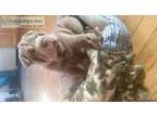 AKC Chinese Shar Pei Puppy