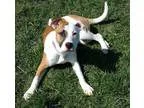 Adopt Darby a TanYellowFawn - with White Pit Bull Terrier  Mixed
