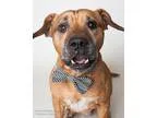 Adopt Gordon Biersch a Jack Russell Terrier (Parson Russell Terr