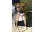 Adopt Frank Courtesy Post a TanYellowFawn - with Black American 