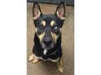 Adopt Chrome a Husky German Shepherd Dog