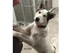 6 adorable Husky