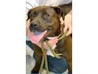 Adopt Dorothy Roy a Black - with White Labrador Retriever  Ameri
