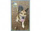 Adopt Monster a German Shepherd Dog