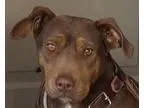 Adopt Trinity a BrownChocolate - with Tan Doberman Pinscher  Pit