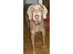 Adopt CARTER a Weimaraner