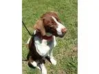 Adopt Bandit SPONSORED a Pointer