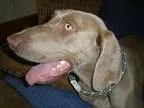 Adopt Blue a Weimaraner