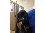 Adopt Running Cat a All Black Domestic Shorthair  Mixed cat in A