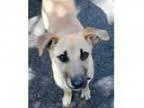 Adopt Sienna - Adopted a Shepherd