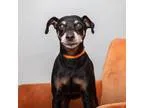 Adopt Clyde a Miniature Pinscher