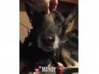 Adopt Mandy a German Shepherd Dog