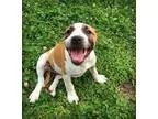 Adopt Wendell a BrownChocolate - with White Pointer  American Pi