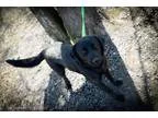 Adopt Yvonne a Black Border Collie  Labrador Retriever  Mixed do