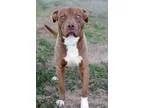 Adopt Jackson a BrownChocolate - with White Pit Bull Terrier  La