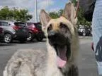 Adopt Athena a German Shepherd Dog