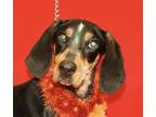 Adopt Lassie a Tricolor (TanBrown and Black and White) Bluetick 