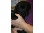 Adopt Halo - Adoption Pending a Labrador Retriever Retriever