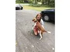 Adopt PRESLEY a Beagle Spaniel