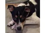 Adopt Emma a Border Collie Jack Russell Terrier