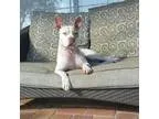 Adopt Patty a Terrier