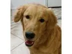 Adopt Theodore a RedGoldenOrangeCh estnut Golden Retriever  Mixe