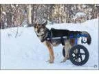 Adopt Sucky a German Shepherd Dog