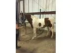 Paint gelding for sale OBO