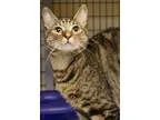 Adopt Primrose a Brown Tabby Domestic Shorthair (short coat) cat