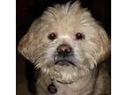 Adopt Zach a Lhasa Apso