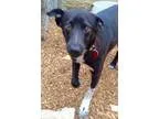 Adopt Shane Havard RM a Black - with White Border Collie  Mixed 