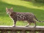 Lost Bengal Cat