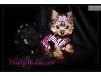 Tiny Teacup Yorkie Little Prissy [url removed]