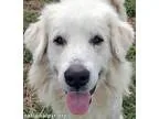 Adopt Aries - new a Great Pyrenees