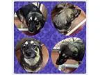 Adopt MARCO a Norwegian Elkhound