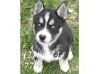 Cute siberian husky puppies available