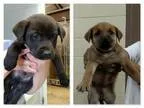 Adopt Lab Mix Puppies - Litter of 8 a Labrador Retriever