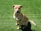 Adopt ELLA a Carolina Dog