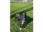 Adopt Chase ADOPTED a Border Collie