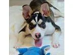 Adopt Smiley a Whippet  Rat Terrier  Mixed dog in Oakland CA (15