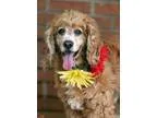 Adopt Roland a White - with Red Golden Orange or Chestnut Cattle