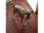 Adopt Gypsy Adoption Pending a Schnauzer