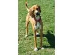 Adopt Bama a TanYellowFawn - with White Great Dane  Boxer  Mixed