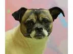 Adopt Brutus (Needs Foster) a White - with Gray or Silver Pug  M