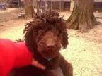 Adopt Benny a Poodle