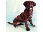 Adopt Presley a Canaan Dog Shepherd