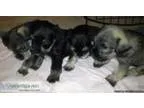 Miniature AKC Schnauzers Puppies