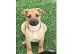 Adopt Booker - in Maine a Labrador Retriever